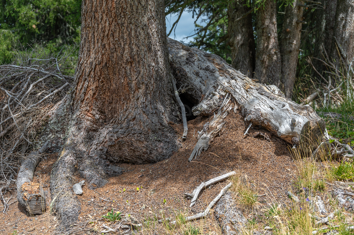 2022 07 31 Tschiertschen 1